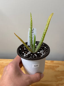 127. Aloe Vera (ships within Canada only)