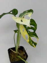 Load image into Gallery viewer, Monstera Adansonii Variegated A