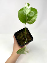 Load image into Gallery viewer, Monstera Deliciosa Albo Variegated P