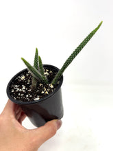 Load image into Gallery viewer, Aporocactus Flagelliformis “Rat Tail Cactus”