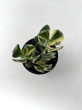 Load image into Gallery viewer, Crassula Ovata ‘Jade Plant’ Variegated- Ships within Canada only