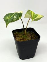 Load image into Gallery viewer, Philodendron Gloriosum Variegated C