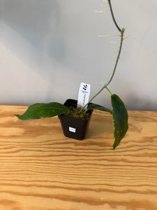 177. Hoya Kaimuki