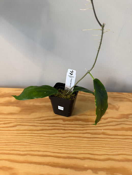 177. Hoya Kaimuki