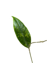Load image into Gallery viewer, Hoya Lambii Silver B