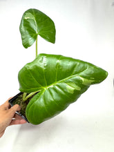 Load image into Gallery viewer, Alocasia Maccrorhiza Variegated E