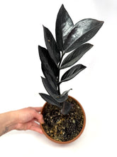 Load image into Gallery viewer, Zamioculcas Zamiifolia ‘Raven’