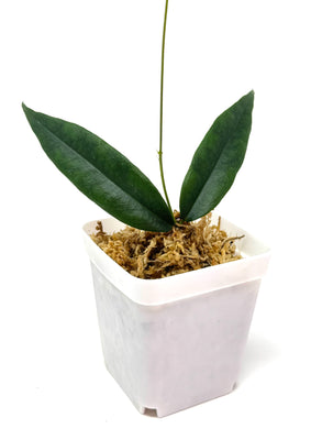 Hoya Paradisea (IM04)