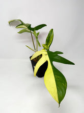 Load image into Gallery viewer, Philodendron Florida Beauty D