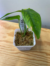 Load image into Gallery viewer, 35. Amydrium Medium