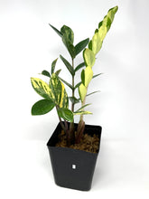 Load image into Gallery viewer, Zamioculcas Zamiifolia Variegated “ZZ” I