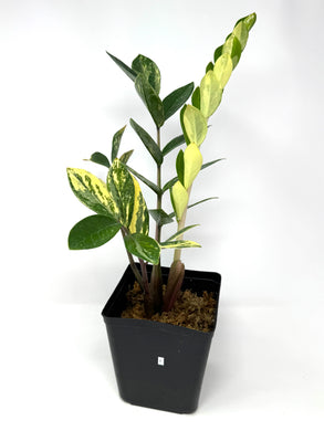 Zamioculcas Zamiifolia Variegated “ZZ” I