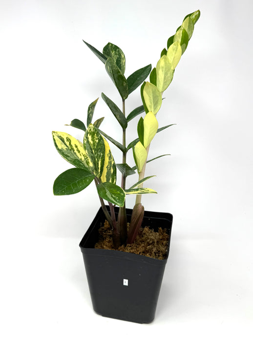 Zamioculcas Zamiifolia Variegated “ZZ” I