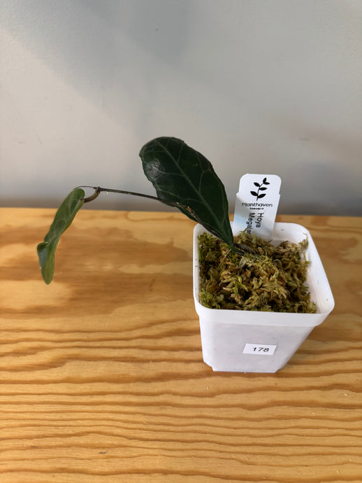 178. Hoya Megalaster