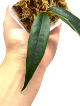 Load image into Gallery viewer, Hoya Paradisea (IM04)