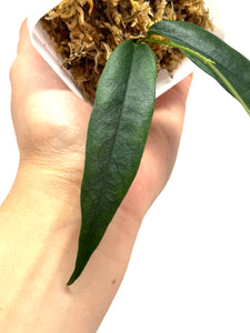 Hoya Paradisea (IM04)