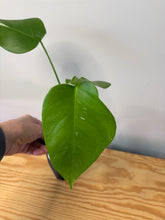 Load image into Gallery viewer, 149. Monstera Deliciosa Albo Variegated