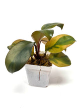 Load image into Gallery viewer, Philodendron Black Cardinal Variegated