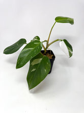 Load image into Gallery viewer, Philodendron White Princess