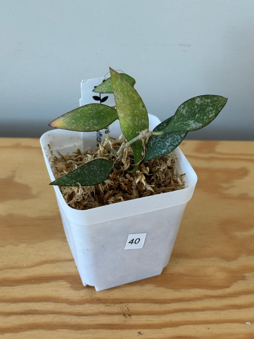 40. Hoya Parviflora Splash