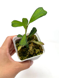 Hoya Manipurensis Variegated C