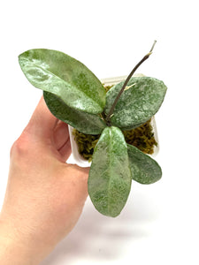 Hoya Carnosa Grey Ghost A