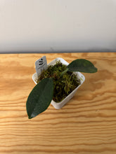 Load image into Gallery viewer, 15. Hoya Albiflora