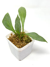 Load image into Gallery viewer, Hoya Nicolsoniae New Guinea Ghost