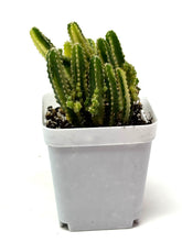Load image into Gallery viewer, Acanthocereus Tetragonus ‘Fairy Castle Cactus’ Variegated (Ships within Canada only)