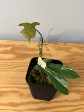 Load image into Gallery viewer, 90. Philodendron Florida Beauty