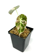 Load image into Gallery viewer, Alocasia Black Velvet Variegated A