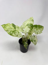 Load image into Gallery viewer, Alocasia Odora Variegated