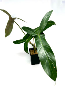 Philodendron Mexicanum