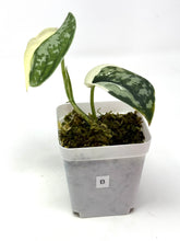 Load image into Gallery viewer, Scindapsus Mayari Variegated B