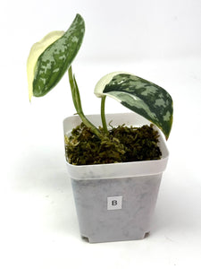 Scindapsus Mayari Variegated B