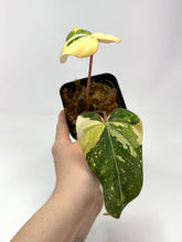 Load image into Gallery viewer, Philodendron Gloriosum Variegated A