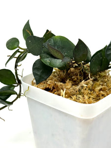 Hoya Krohniana Black
