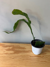 Load image into Gallery viewer, 306. Epiphyllum Oxypetalum ‘Queen of the Night Cactus’(Ships within Canada only)