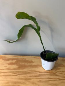 306. Epiphyllum Oxypetalum ‘Queen of the Night Cactus’(Ships within Canada only)