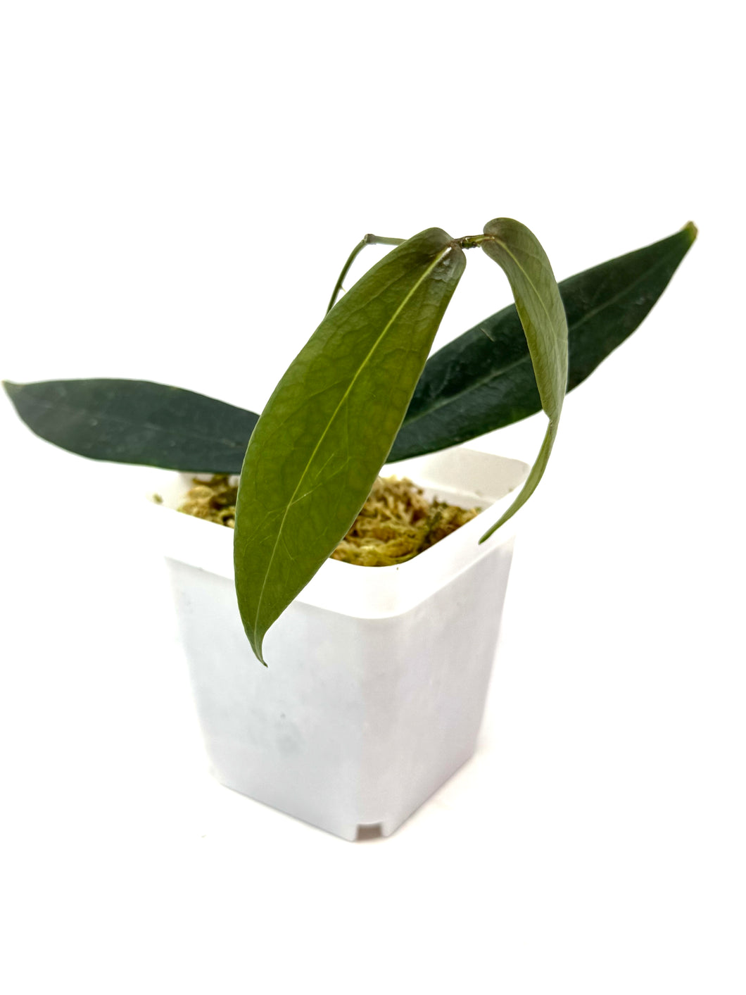 Hoya Brassii