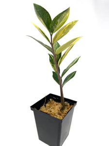 Zamioculcas Zamiifolia Variegated “ZZ” B