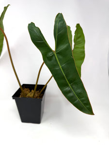 Philodendron Billietiae