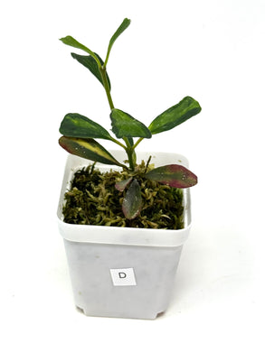 Hoya Manipurensis Variegated D