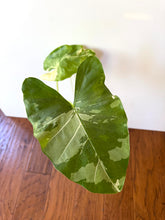 Load image into Gallery viewer, Alocasia Maccrorhiza Variegated B