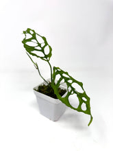 Load image into Gallery viewer, Monstera Obliqua