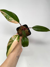 Load image into Gallery viewer, Philodendron Strawberry Shake