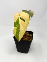 Load image into Gallery viewer, Philodendron Gloriosum Variegated A