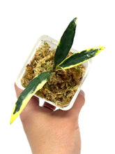 Load image into Gallery viewer, Hoya Kentiana Lori Lyn Albo Variegated