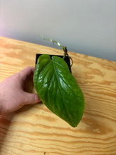 Load image into Gallery viewer, 61. Amydrium Medium
