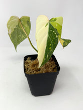 Load image into Gallery viewer, Philodendron Gloriosum Variegated F